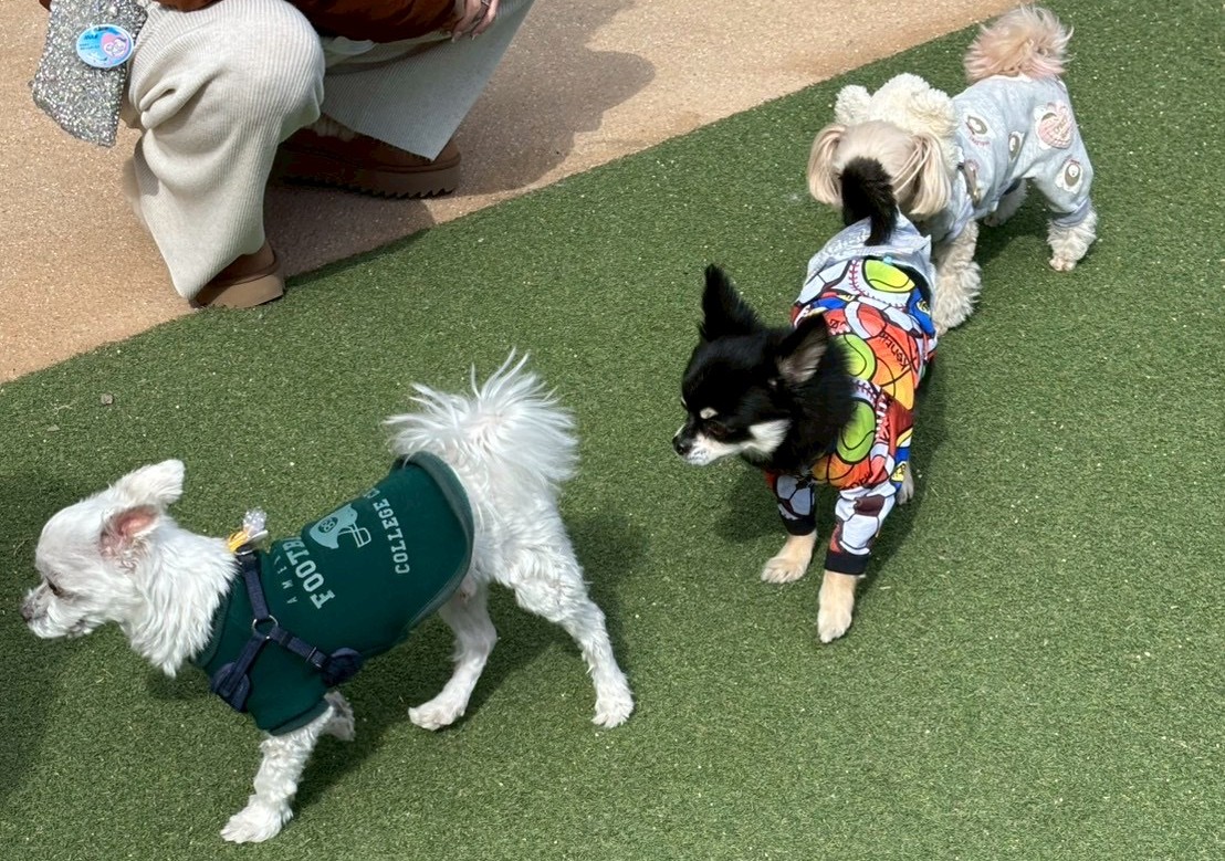 愛犬ジャックと千葉県のドギーズアイランドへ行ってきました~2026
