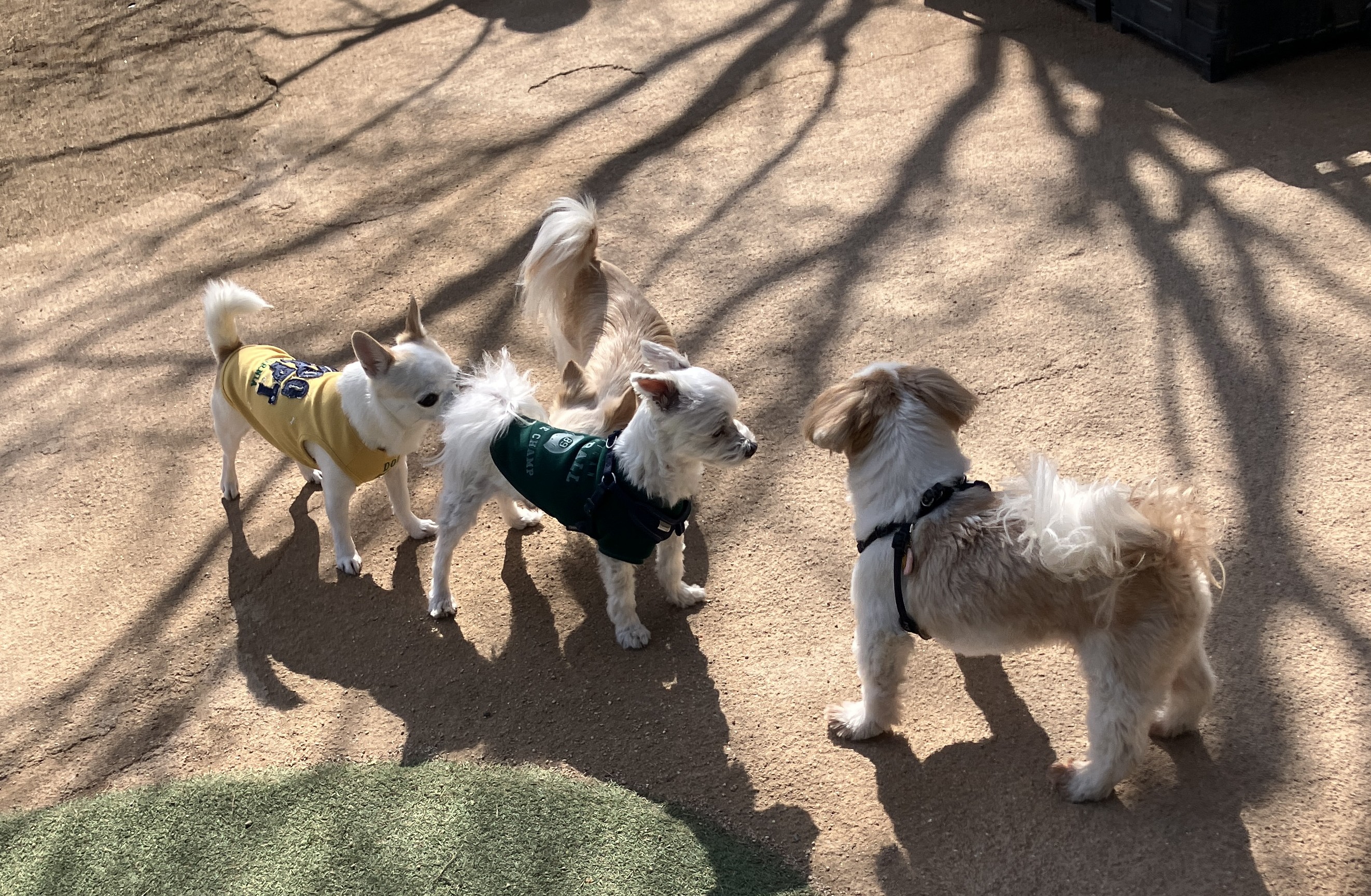 愛犬ジャックと千葉県のドギーズアイランドへ行ってきました~2026
