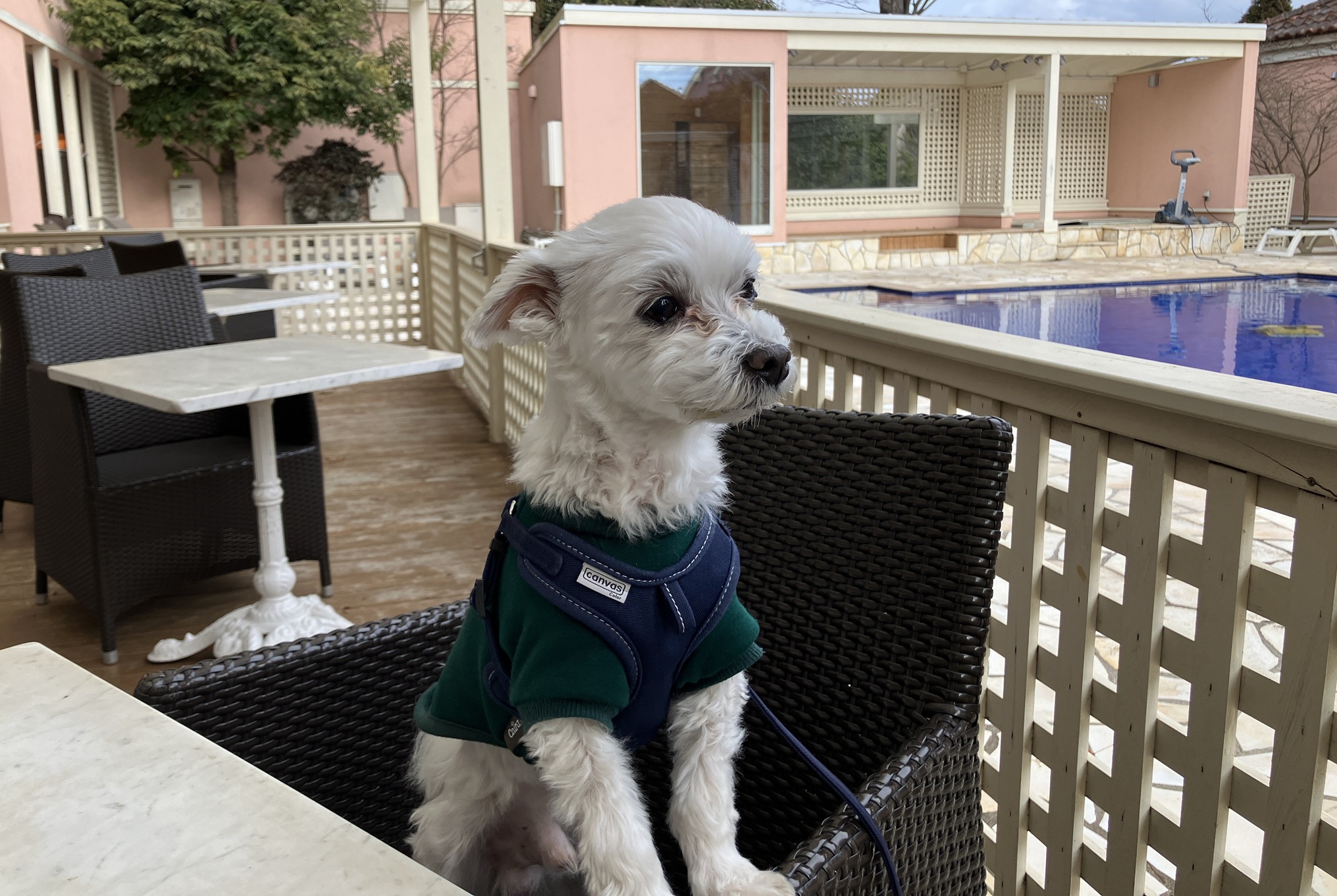 愛犬ジャックと千葉県のドギーズアイランドへ行ってきました~2026